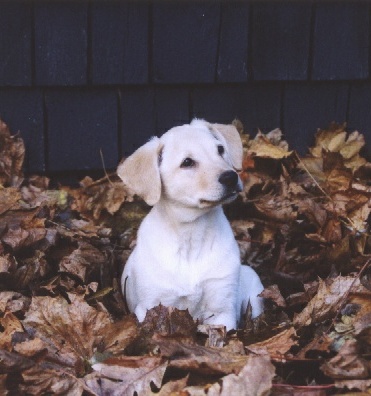 Maggie Moo